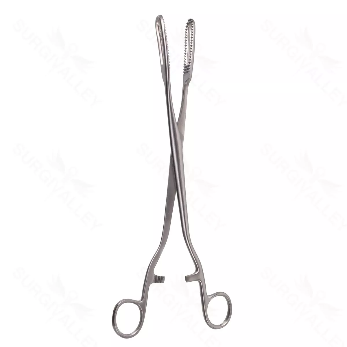 Bierer Ovum Forceps, 16mm jaws, 11″